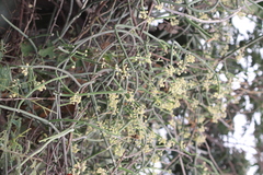 Sarcostemma intermedium